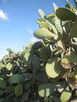 IMG_2388 5.Tag Kakteenzaun &ndash; &copy; Kerstin Veit (Eberhardt TRAVEL)