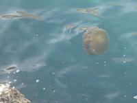 IMG_ Quallen &ndash; &copy; Kerstin Veit (Eberhardt TRAVEL)