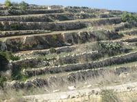 IMG_2554 Felder bei Xlendi &ndash; &copy; Kerstin Veit (Eberhardt TRAVEL)