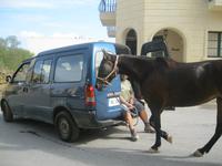 IMG_2560 Pferdetransport &ndash; &copy; Kerstin Veit (Eberhardt TRAVEL)