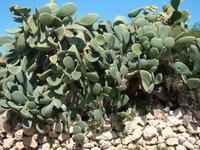 Kakteenpflanze auf Malta