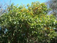 Orangenbaum im Buskett Garden