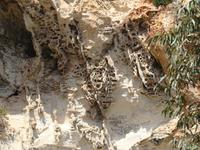 Vogelnester an den Dingli-Klippen