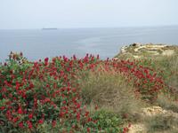 Blumenbracht an der St. Paul´s Bay