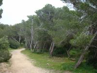 Maltas einzigstes Waldgebiet