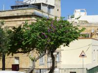 Vittoriosa - Judasbaum