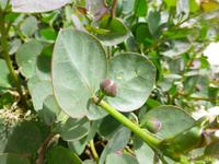 Gozo - Kapernstrauch