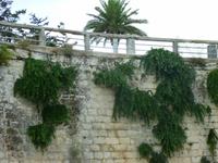 an den Mauern - Kapernpflanzen 