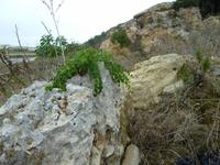 Kapern wachsen gern auf Gestein