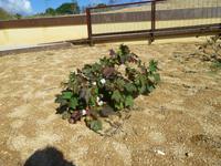 eine Baumwollpflanze