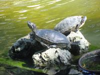 glückliche Schildkröten