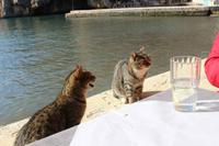 Katzen beim Mittagessen in Xlendi