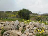 Wanderung hinauf nach Mtarfa