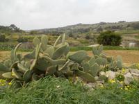Wanderung hinauf nach Mtarfa
