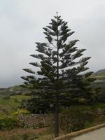 Wanderung hinunter nach Mgarr (Araukarie)