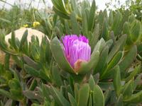 Wanderung hinunter nach Mgarr (Mittagsblume - Hugenotte)