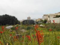 Wanderung hinunter nach Mgarr