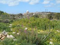 Wanderung von Buskett zu den Dingli-Klippen