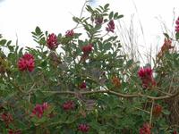 Wanderung entlang der Dingli-Klippen (Il-Fawwara)