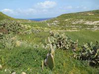 Insel Gozo (Wanderung von Qbajjar nach Gharb - Tal Wied-Ghasri)
