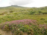 Insel Gozo (Wanderung von Qbajjar nach Gharb)