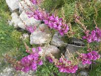 Wanderung von Selmun Palace nach Golden Sands (Löwenmaul)