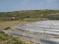 Wanderung von Selmun Palace nach Golden Sands (Mistra-Tal)