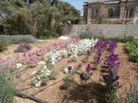 Gärten von San Anton, Malta