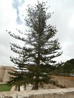 Mdina-alte Hauptstadt Maltas