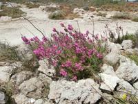 Dingli Klippen-Westküste von Malta