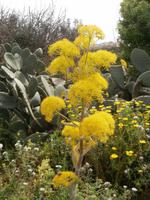 Ggantija Tempel in Xaghra auf Gozo-Frühling auf Gozo