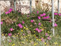 Ggantija Tempel in Xaghra auf Gozo-Frühling auf Gozo