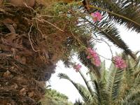 Ggantija Tempel in Xaghra auf Gozo-Frühling auf Gozo