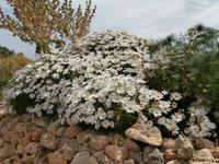 Ogygia-Calypso auf Gozo-Blumenpracht