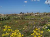 Blumenwiese