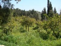 Buskett Garden