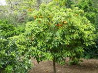 Buskett Gardens
