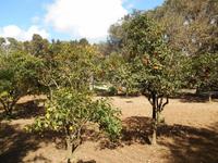 Buskett Gardens