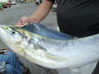 Frischfisch