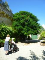 Mimosenbaum