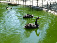 San Antons Garten