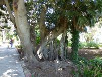 San Antons Garten