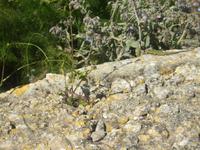 Suchbild