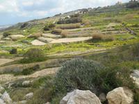 Wanderung von Bahrija nach Migra I-Ferha