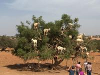 Rundreise Marokko - Arganbaum