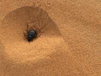 Rundreise Marokko - Wüstensafari