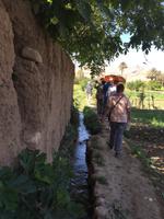 Spaziergang in einer Palmerie