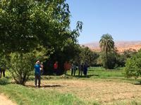 Spaziergang in einer Palmerie