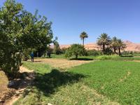 Spaziergang in einer Palmerie