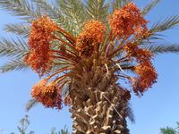 Die Datteln sind noch nicht reif